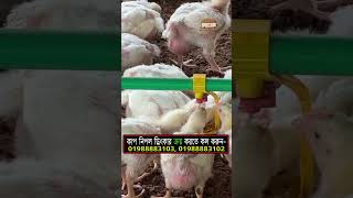 Modern poultry farming  poultry chicken agriculture Agro farming [upl. by Llehsor]