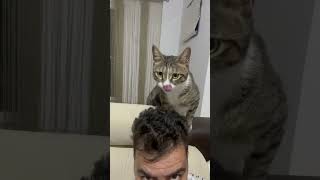 What are cats looking for in our hair [upl. by Korfonta]