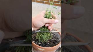 Growing Summer Thyme from Seed to regular Harvest  in containers [upl. by Assenat]