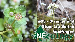 NEcology 83  Strange and Stunning Spring Saxifrages [upl. by Enutrof782]