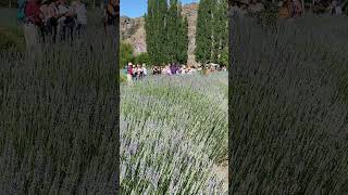 Festival de la cosecha de la Lavanda en Lavandas del Limay  Visita Guiada [upl. by Lotta]