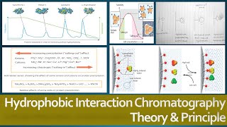 Hydrophobic Interaction Chromatography Theory and Principle Protein Purification Method [upl. by Engeddi]