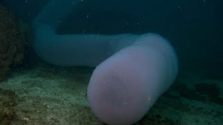 GIANT PYROSOME A superorganism  Oceana [upl. by Merce459]