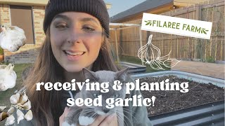 Unboxing amp Planting Seed Garlic from Filaree Garlic Farm [upl. by Buiron934]