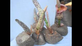 Konjac Flowers Amorphophallus Onchopillus porang [upl. by Aillicec970]