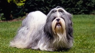 SHIH TZU BARKING  SHIH TZU HOWLING AND BARKING COMPILATION 2016 [upl. by Norraj]