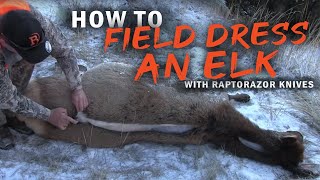 How to field dress an Elk without gutting Using the Raptorazor knives [upl. by Greenebaum]