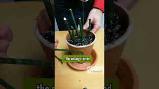 Sansevieria Fernwood Propagation [upl. by Pendergast]