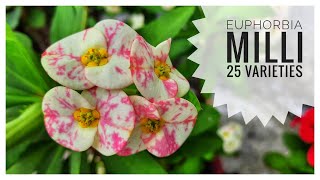 Euphorbia Milii 25 Varieties [upl. by Hancock]