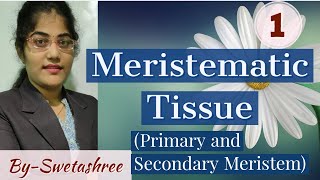 MERISTEMATIC TISSUE  PRIMARY AND SECONDARY MERISTEM  SNEBS BIOLOGY [upl. by Nabala]