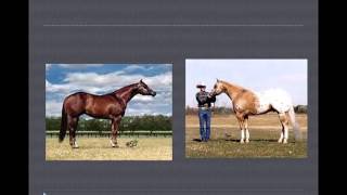 UNL Horse Judging Conformation comparisionsmov [upl. by Einaffit]