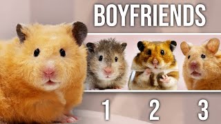 1 Hamster 3 Boyfriends [upl. by Siffre]