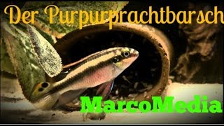 Der Purpurprachtbarsch Pelvicachromis pulcher [upl. by Hallutama]