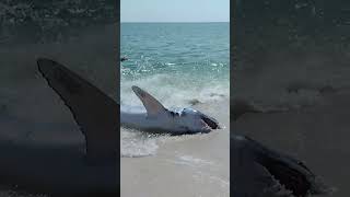 Dramatic video shows massive shark rescued after becoming stranded on Florida beach shorts [upl. by Sallie]