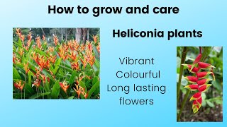 Heliconia psittacorum Parrots beak Heliconia rostrata Exotic Vibrant Colourful long lasting flowers [upl. by Anattar]