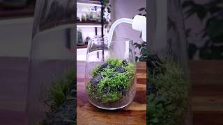 Carnivorous Sundew Terrarium after one month [upl. by Tdnaltroc]