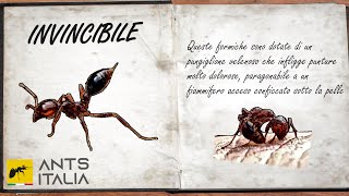 INVINCIBILE  Solenopsis invicta la Formica di Fuoco [upl. by Santos166]