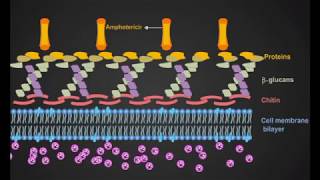 Amphotericin B animation [upl. by Hussar]