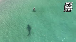 Tiger shark charges unsuspecting swimmer in chilling drone video  New York Post [upl. by Javed]