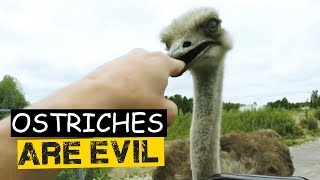 Ostriches Are Evil  Ostriches Attacking Humans Compilation 😱😱😱 [upl. by Bravar75]