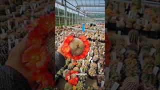 Volví a Cactusland 😃shorts cactusysuculentas flowers cactusmania [upl. by Mihsah]