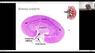 HISTOLOGIA DO SISTEMA URINÁRIO [upl. by Laemaj231]