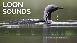 Loon Call and Sounds  Blackthroated Loon sounds on a lake at night [upl. by Ahsiened]