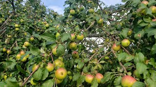 Crabapple tree [upl. by Atikaj]