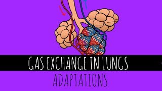 Gas Exchange In Lungs  Adaptations  GCSE Biology [upl. by Gord500]