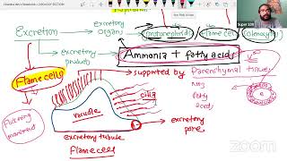 PHYLUM PLATYHELMINTHES [upl. by Eznyl]