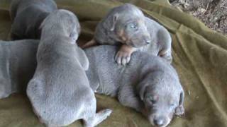 Blue Doberman Pinschers 16 days [upl. by Acilejna]