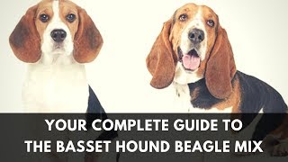 All About The Basset Hound Beagle Mix Facts Information [upl. by Claudius]