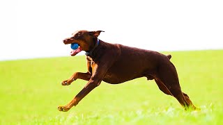 Doberman Pinschers Fast amp Fierce Lure Coursing Champions [upl. by Tomasine]