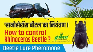 Coconut Rhinoceros beetle Pheromone  Oryctes Rhinoceros Pheromone  Datepalm beetle PheromoneTrap [upl. by Imij635]