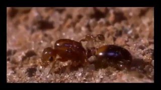 Formigas lava pés Fire Ants Gênero Solenopsis [upl. by Eerot]