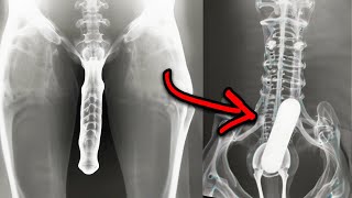 15 Strangest Things Discovered By XRays [upl. by Eisinger]