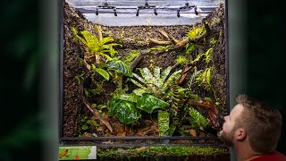 Creating a MASSIVE Poison Frog Vivarium [upl. by Jit]