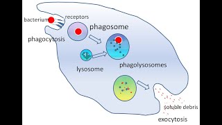 GENERAL PATHOLOGY 16  chemotaxis  phagocytosis  cells of inflammation DR SAMEH GHAZY [upl. by Noed230]