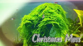 CHRISTMAS MOSS quotVesicularia montagneiquot Species Spotlight [upl. by Nauaj]