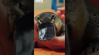 Platypus use their Electroreception abilities to locate their prey shorts animals Platypus [upl. by Smoht854]