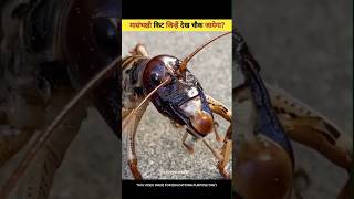 This Carnivorous Insect viral facts shorts [upl. by Naoj]