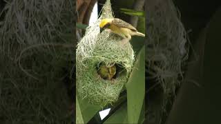 The Two Baya Weaver Birds Playing Together 069 [upl. by Ryan]