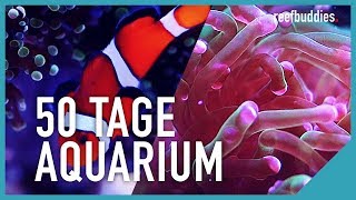 300 L MeerwasserAquarium nach 50 Tagen  reefbuddies [upl. by Iruj]