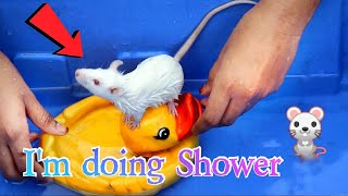 Showering my rat  Cute Rat Relaxing Shower [upl. by Noryv]