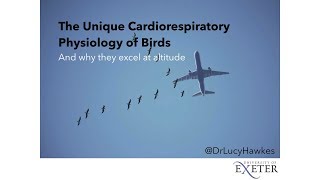 The unique cardiorespiratory physiology of birds [upl. by Zebaj]