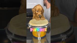 Pupdate Where are they now goldendoodle puppies doodlepuppy [upl. by Werner745]