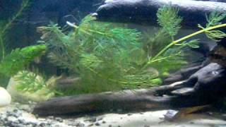 10 gallon Brook Stickleback tank [upl. by Crescantia]