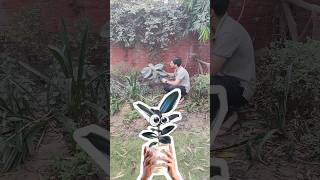 Grow indoor Rubber plant for free easily फ्री में लगाए रबर प्लांट 🌿 shorts viral  gardening [upl. by Adeline]