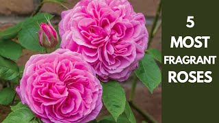 Five Highly Fragrant Roses To Grow In Your Garden [upl. by Nuawed558]