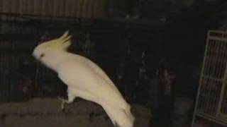 Snowball TM  Our Dancing Cockatoo [upl. by Sara-Ann]